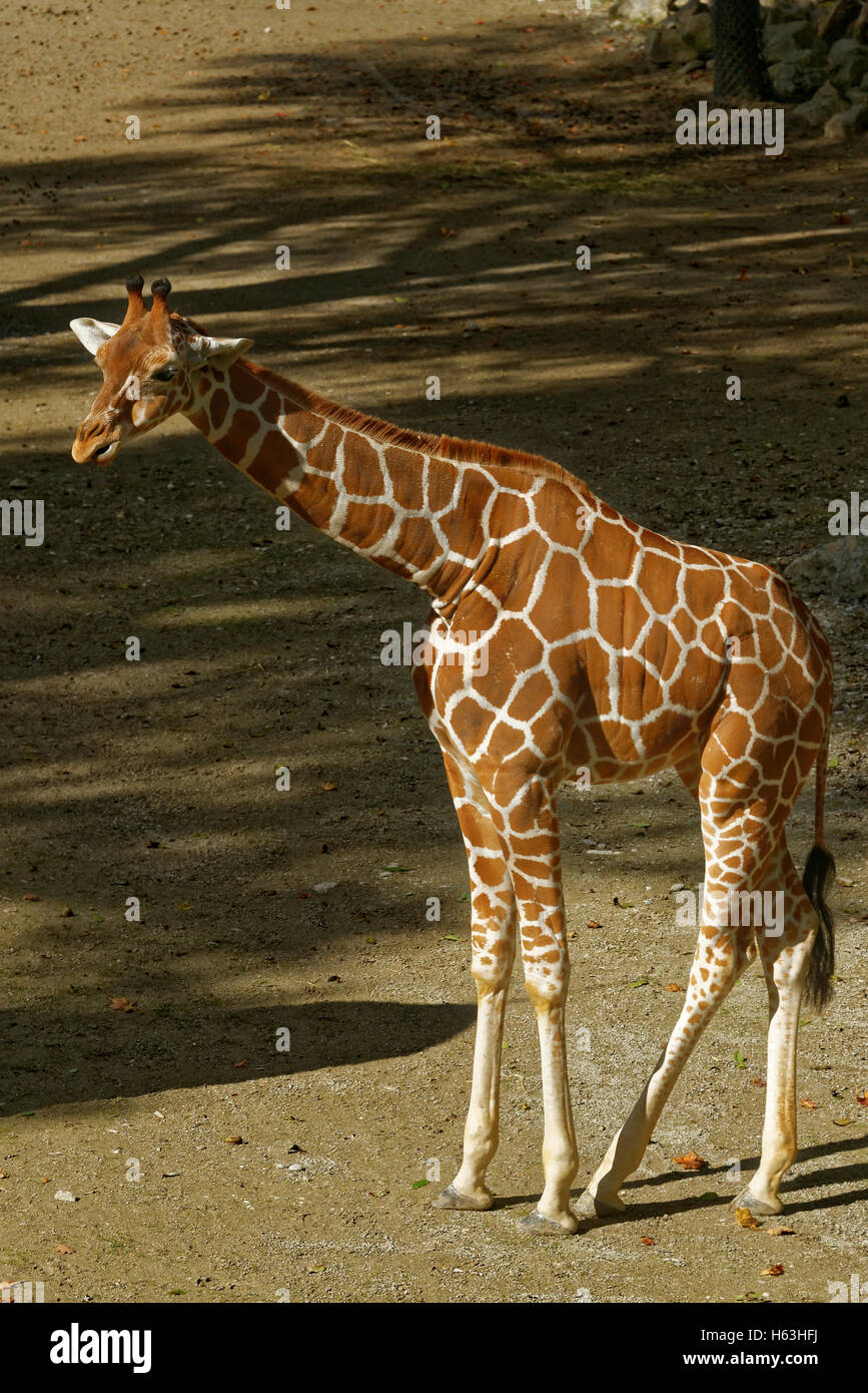 Giraffe (Giraffa camelopardalis) è un africano anche-toed ungulato mammifero, il più alto vivono animali terrestri e il più grande Foto Stock