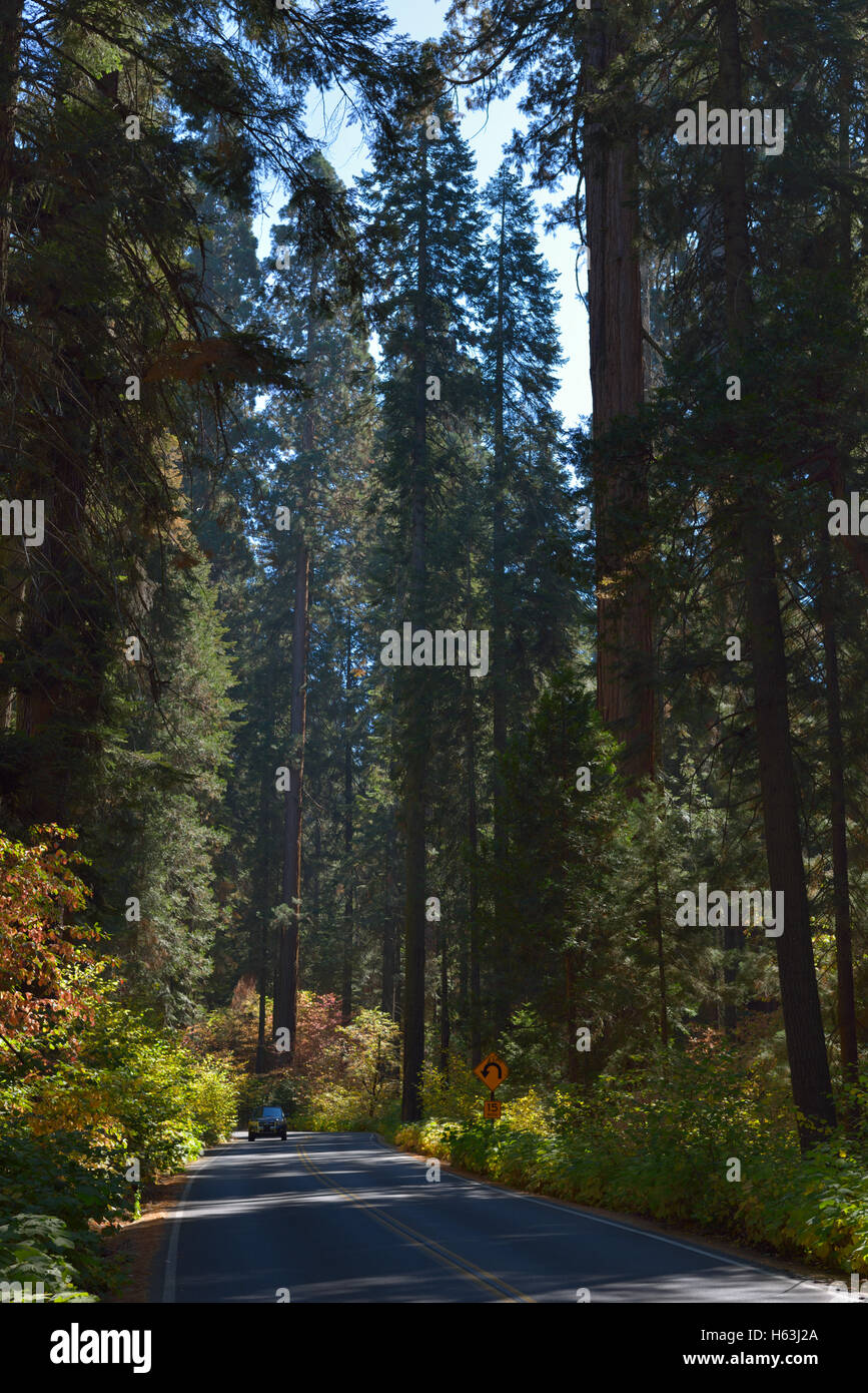 L'incredibile natura del Sequoia National Park, Sierra Nevada, California Foto Stock