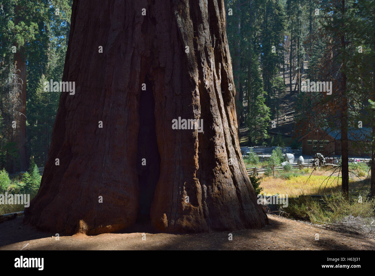 Incredibile natura nel Sequoia National Park - l'enorme base dell'albero di Sentinel, Sierra Nevada CA Foto Stock