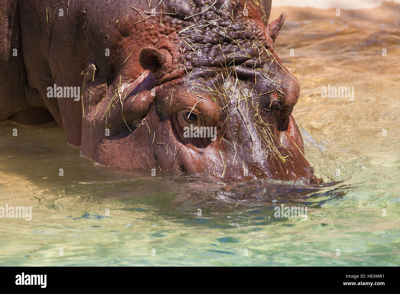 Comune (Ippopotamo Hippopotamus amphibius) immersione nell'acqua. Foto Stock