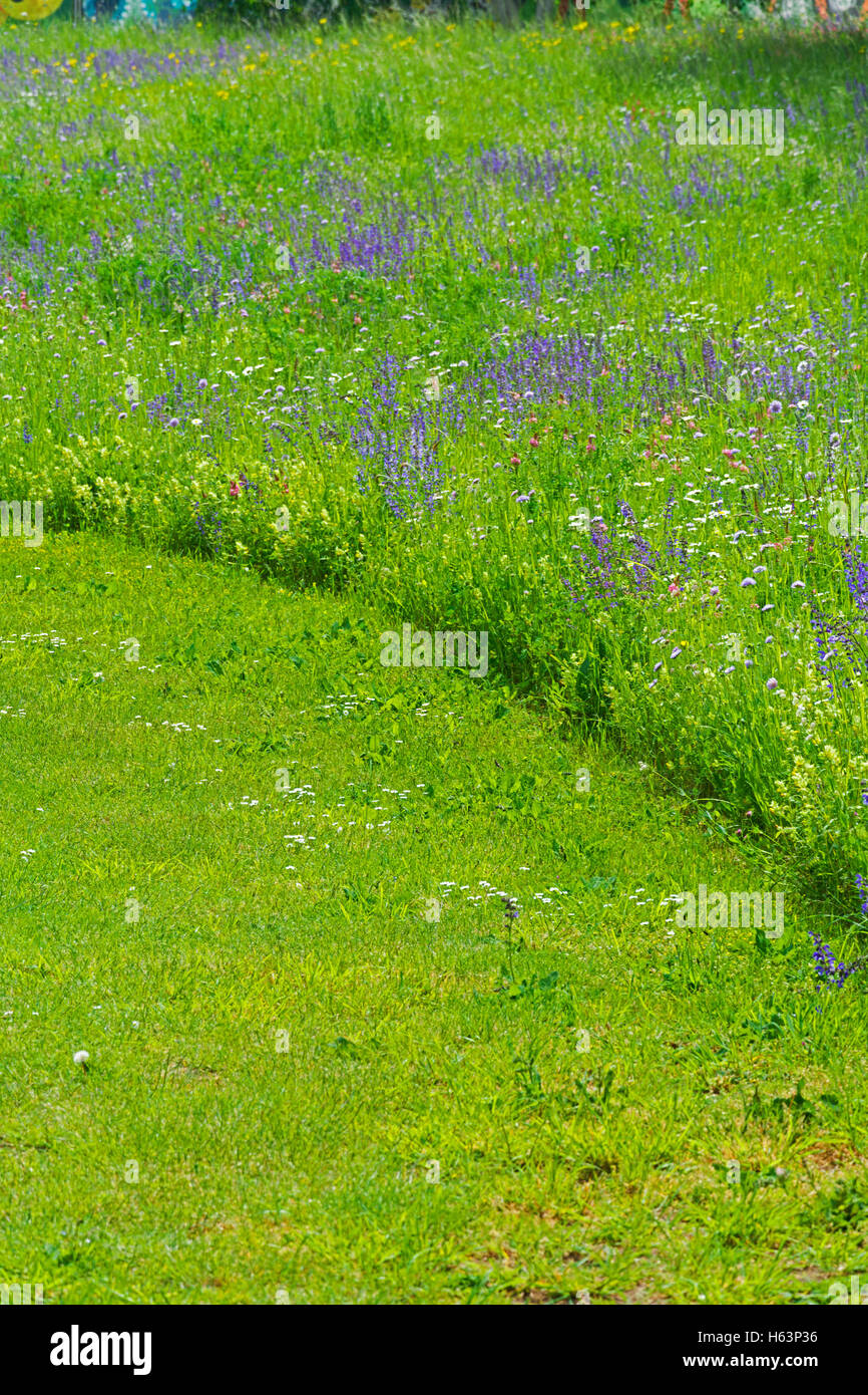 L'erba naturale e tagliare erba Foto Stock