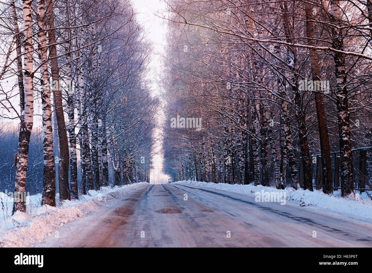 Alberi di strada inverno vuoto Foto Stock