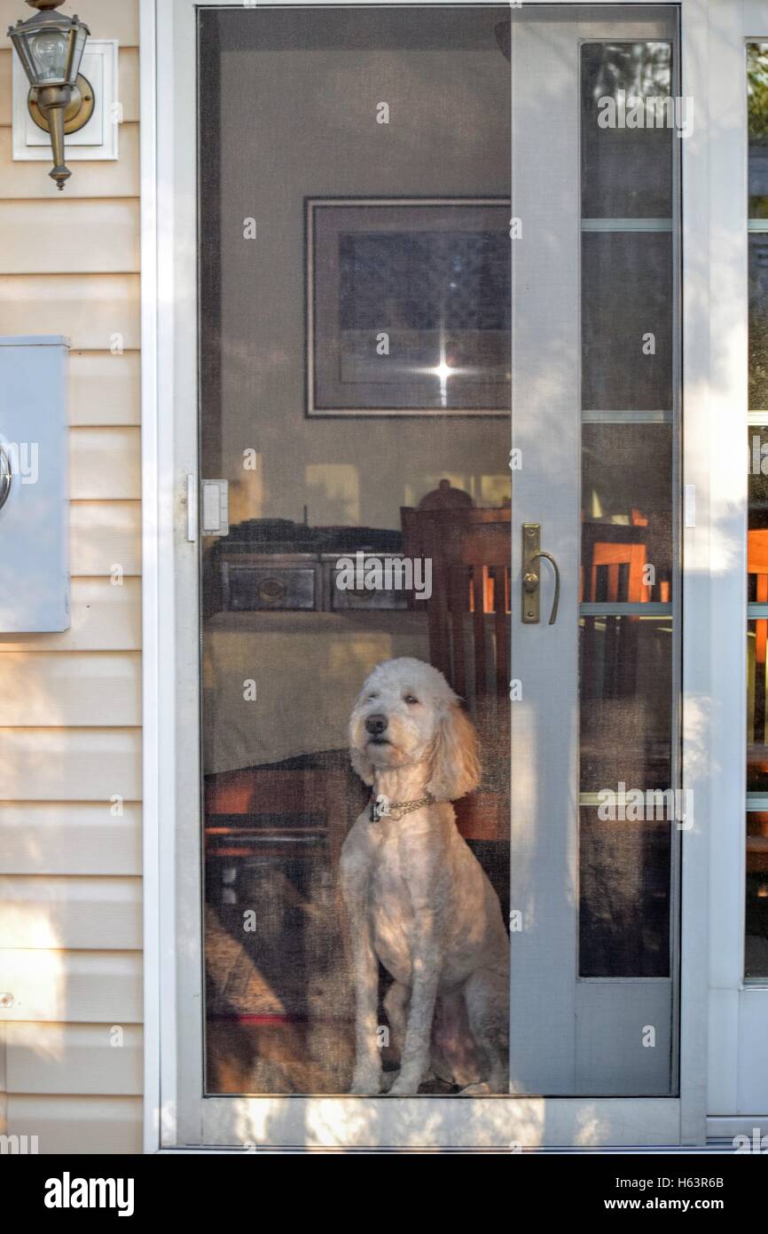 Cane guardando fuori della porta dello schermo Foto Stock