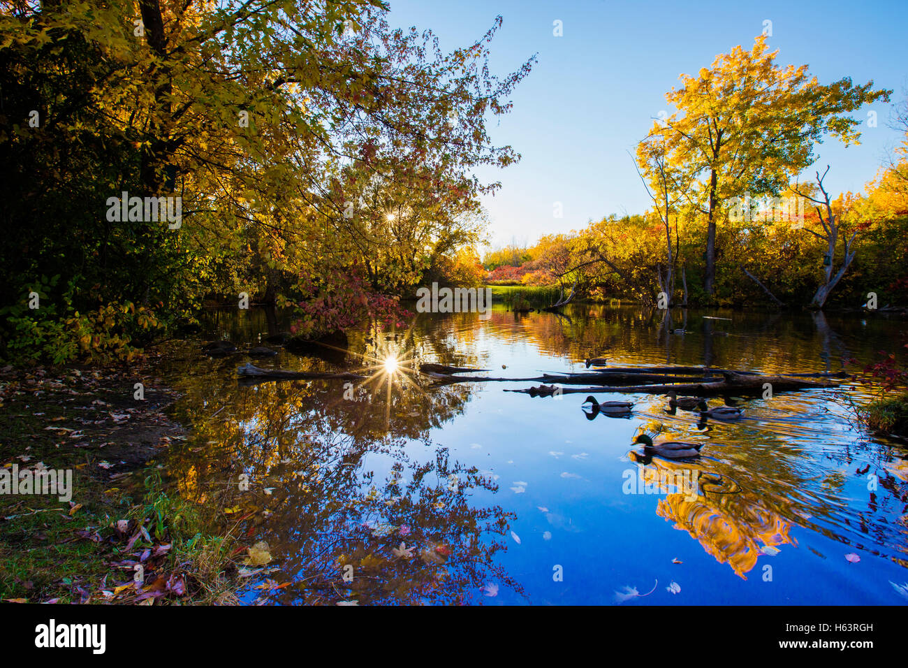 Piccolo laghetto riflesso in un colorito autunno canadese con anatre Foto Stock