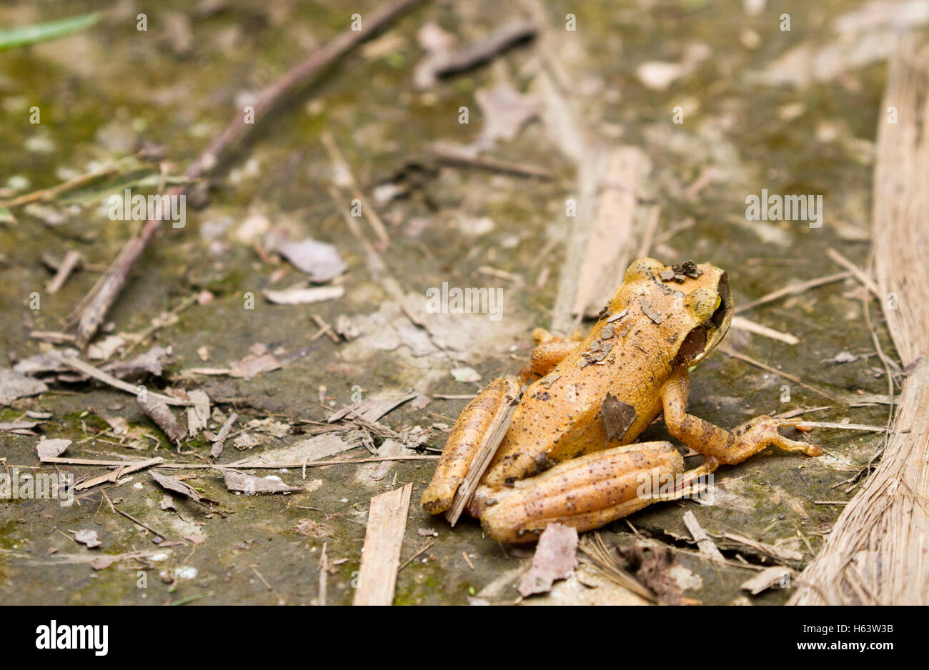 La foresta pluviale amazzonica rana Foto Stock