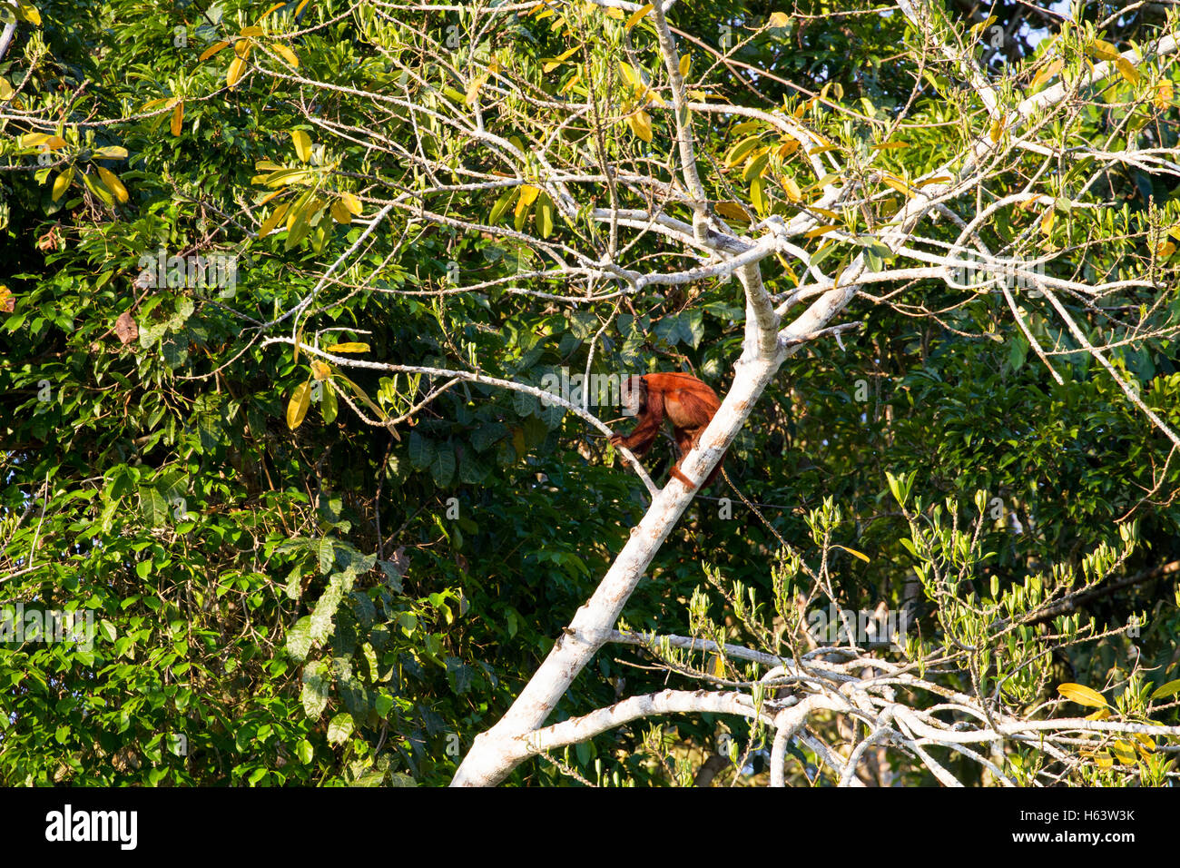 Red scimmia urlatrice nella struttura ad albero Foto Stock