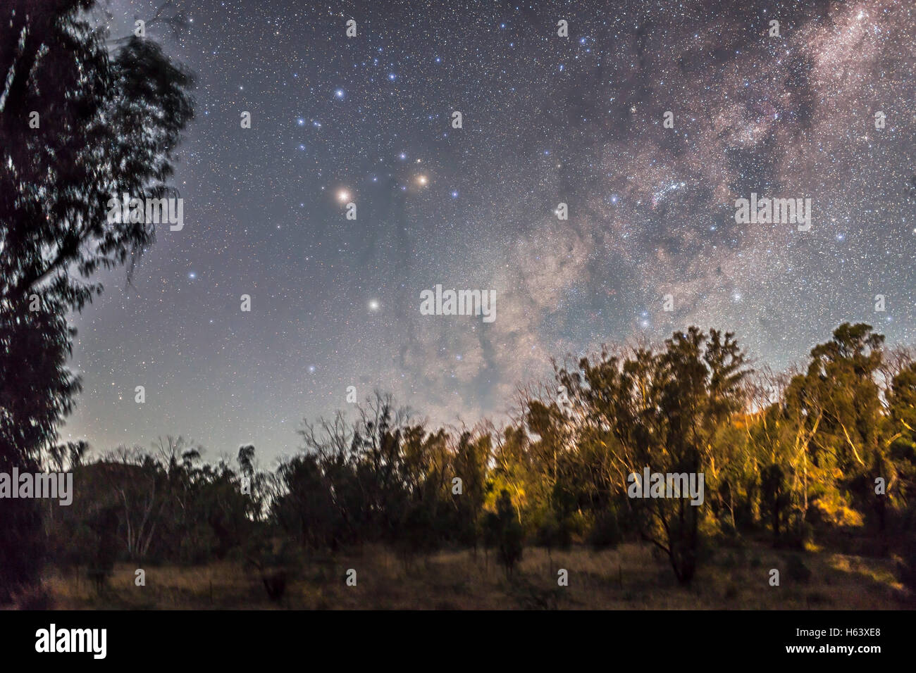Lo Scorpione sorge ad est come ultimo chiaro di luna illumina la gengiva alberi e cielo da l'impostazione luna di ceratura in occidente. Mar Foto Stock
