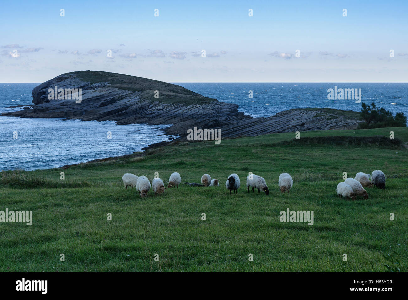 Un gregge di pecore al pascolo su per la collina. Oriñon, Cantabria, Spagna, Europa. Foto Stock