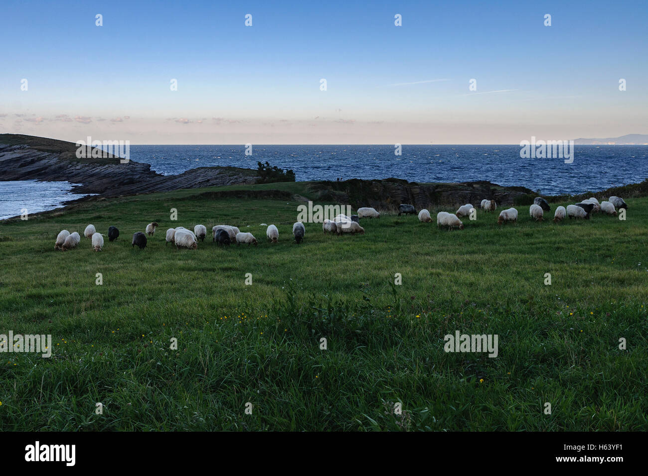 Un gregge di pecore al pascolo su per la collina. Oriñon, Cantabria, Spagna, Europa. Foto Stock