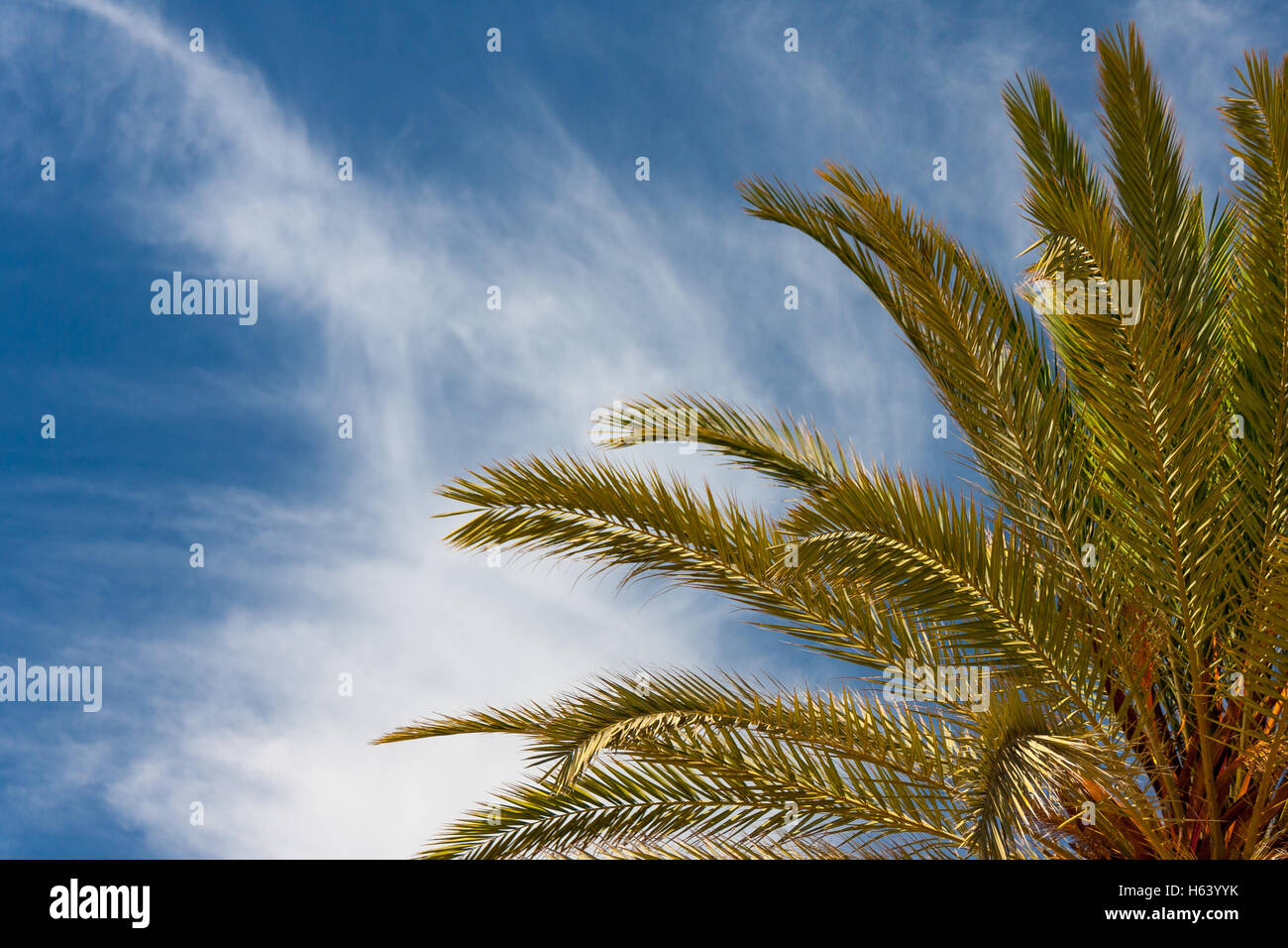 Palm tree con cielo blu e nuvole bianche Foto Stock