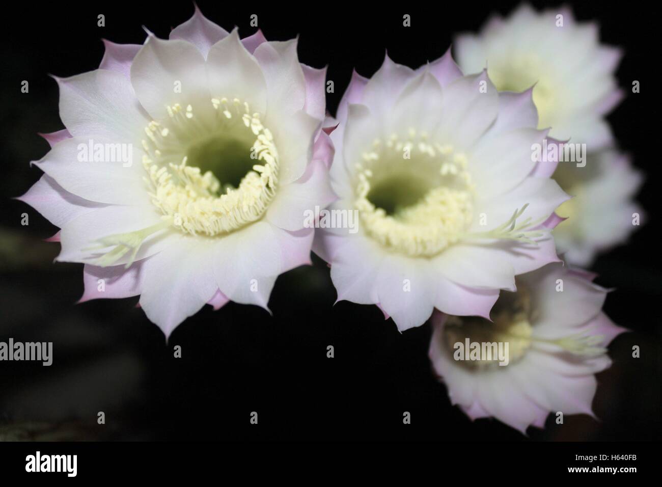 Fiori bianchi di Mirabilis Jalapa della notte Foto Stock