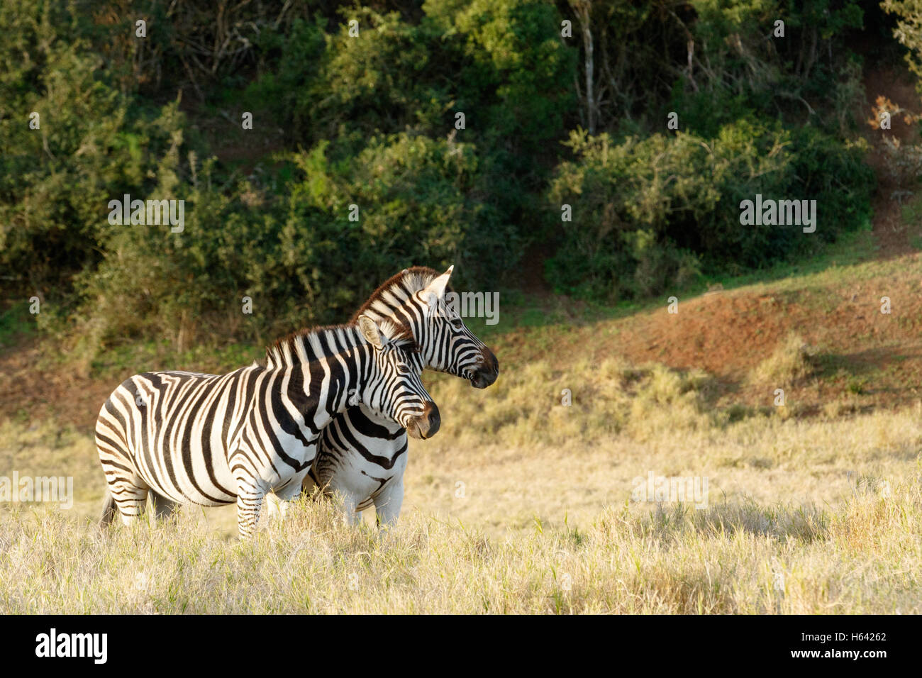 In amore i due Burchell's Zebra in una archiviato Foto Stock