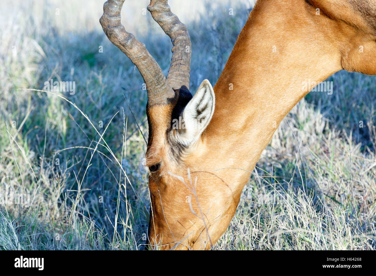 Il rosso Harte-beest close up della testa. Foto Stock