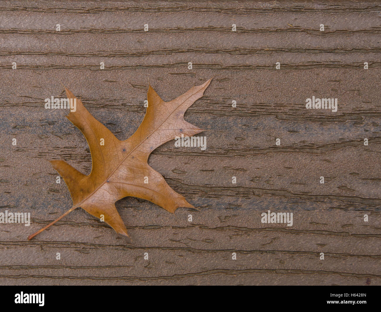 Marrone foglia di quercia su schede di colore marrone con stelo proveniente dall'angolo inferiore sinistro Foto Stock