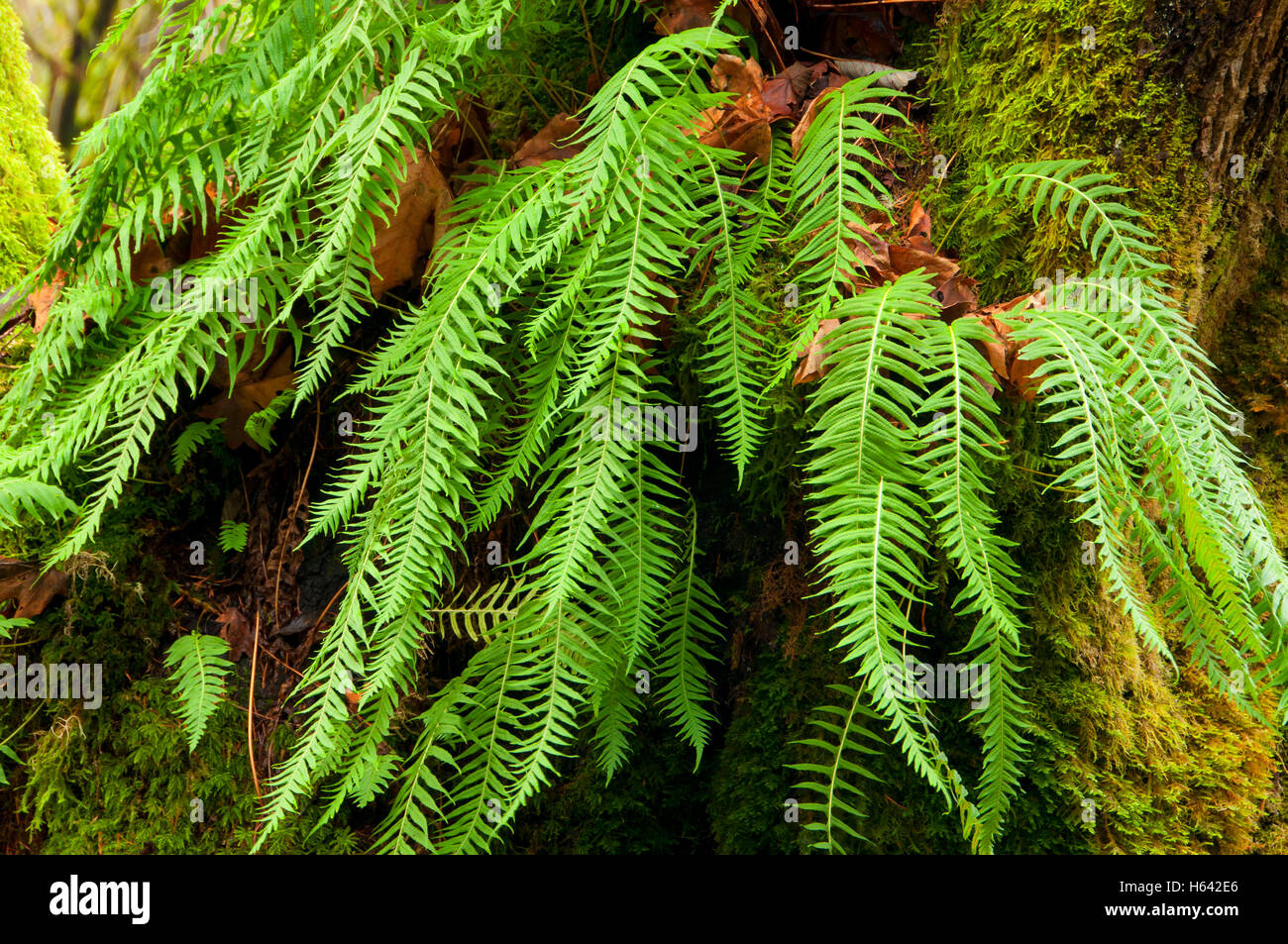 Acero Bigleaf (Acer macrophyllum) con la liquirizia fern su Plunkett Creek Loop Trail, Beazell Memorial Forest Parcheggio contea, Oregon Foto Stock