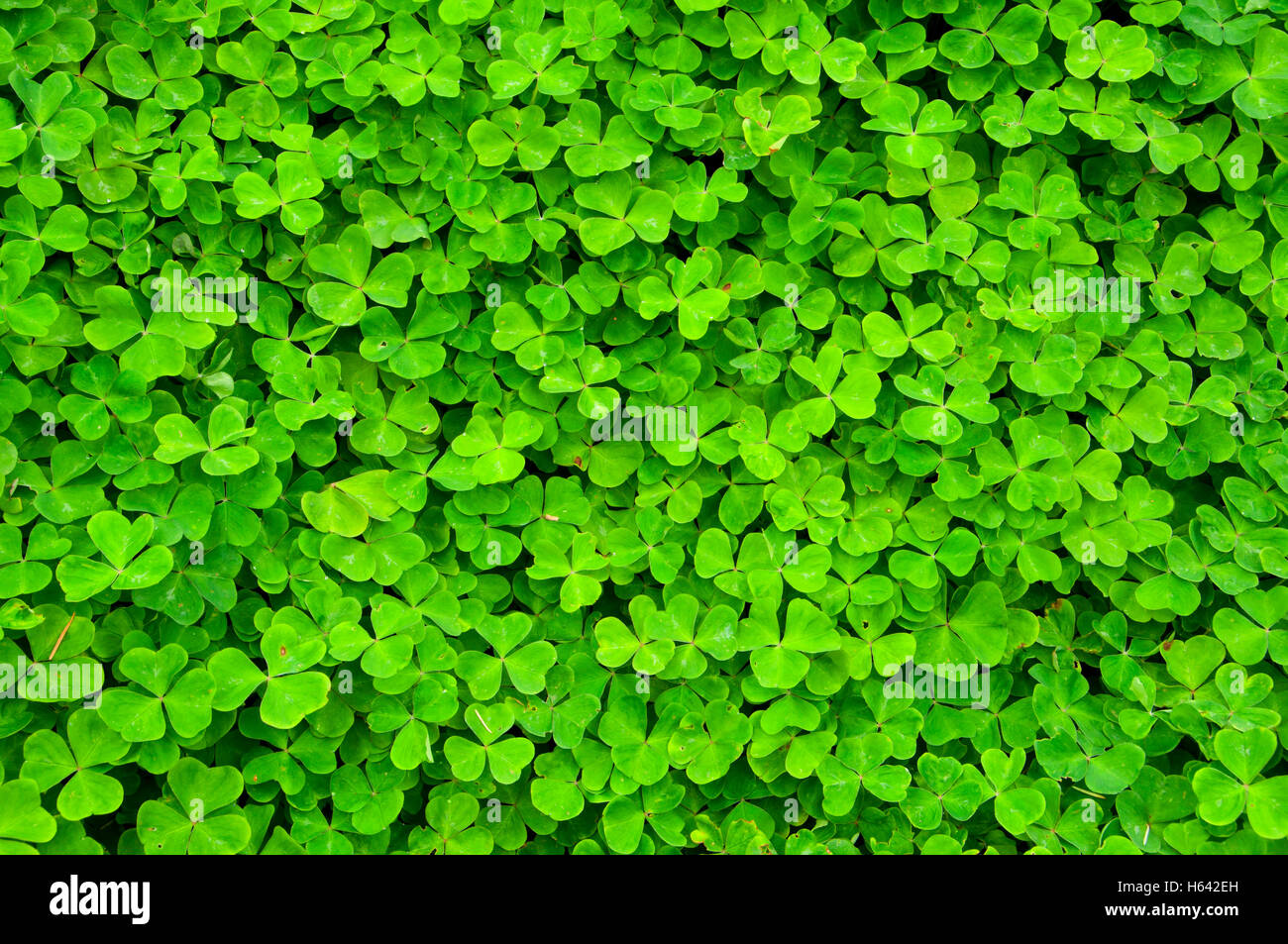 Oxalis, rododendro giardino, Hendricks Park, Eugene, Oregon Foto Stock