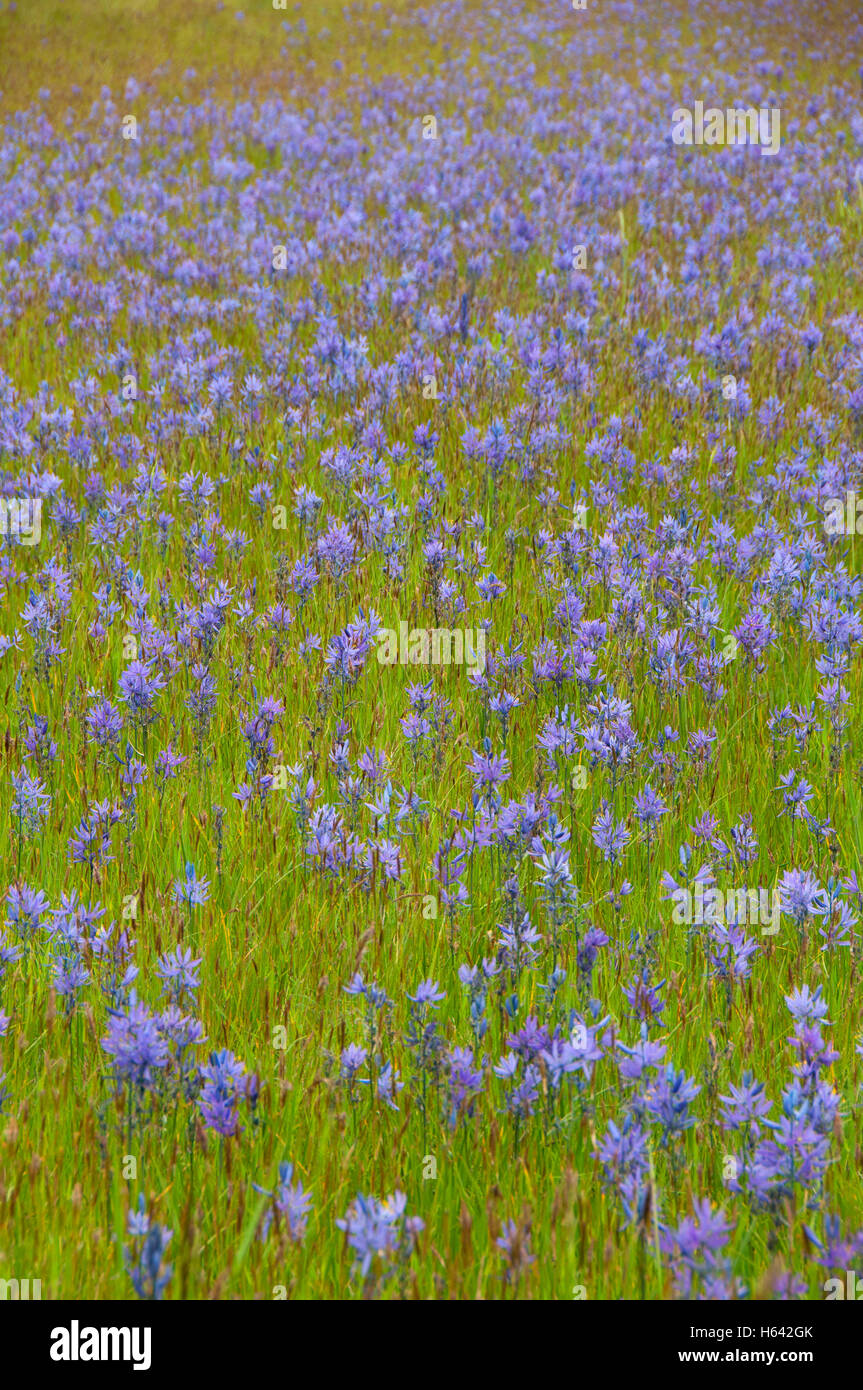 Camas (Camassia quamash) campo, West Eugene zone umide, Eugene, Oregon Foto Stock