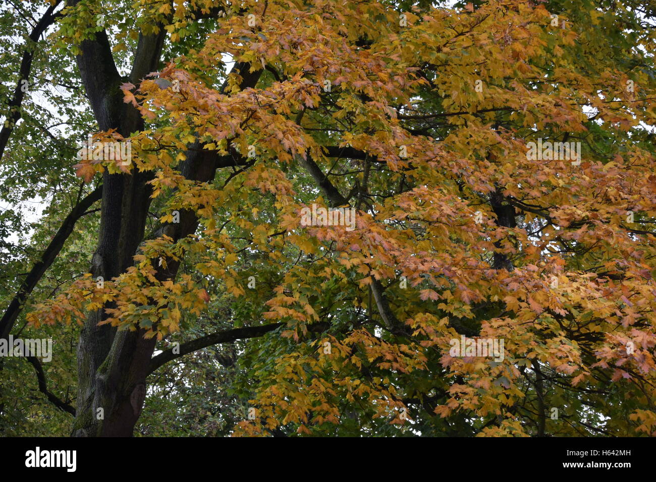 Albero colorato con foglie di autunno Foto Stock