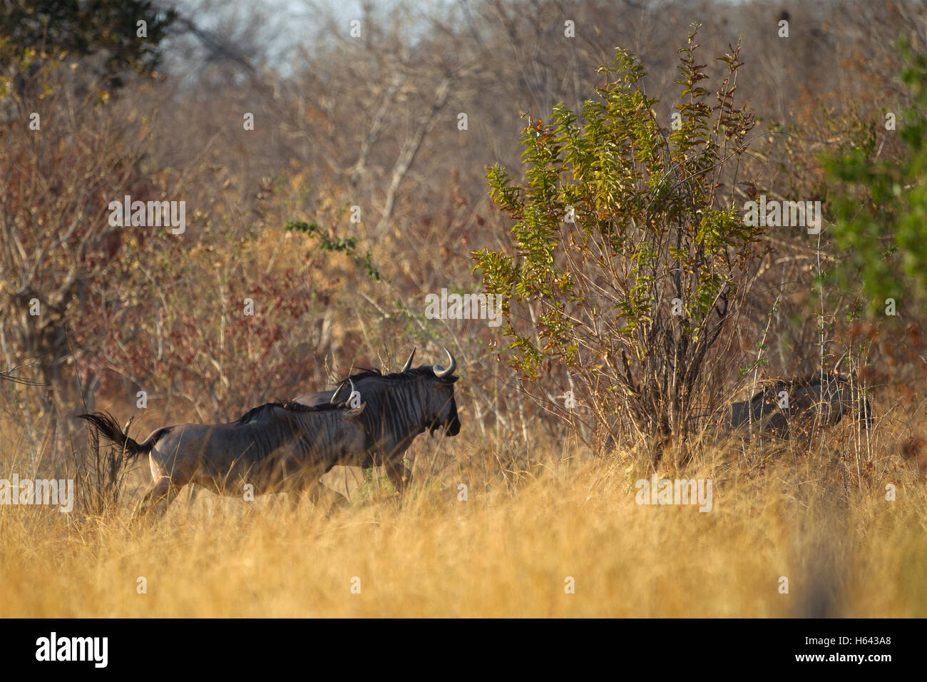 Cookson's GNU (Connochaetes taurinus cooksoni) Foto Stock