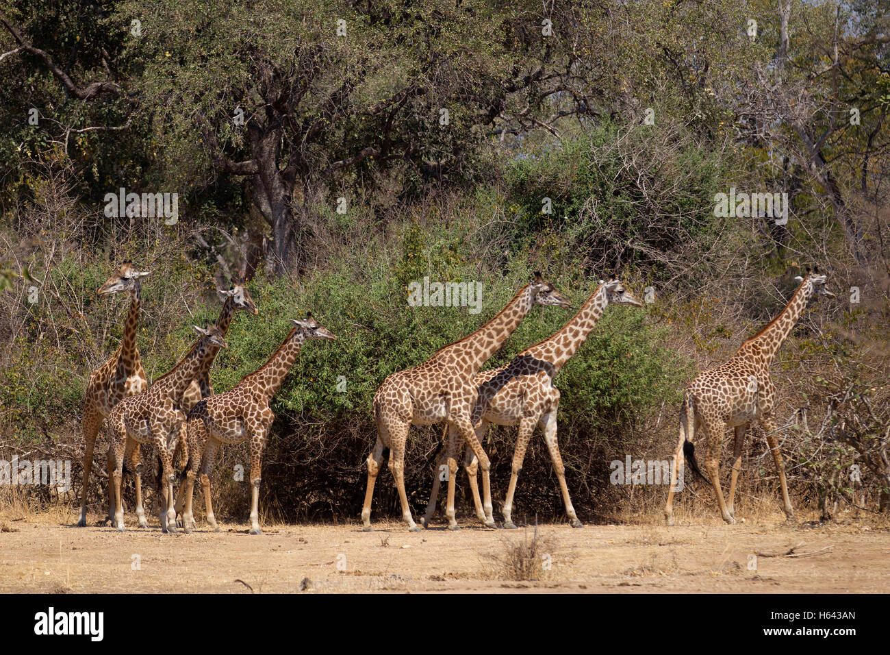 Una mandria di giraffe rhodesiano (Giraffa tippelskirchi) in movimento Foto Stock