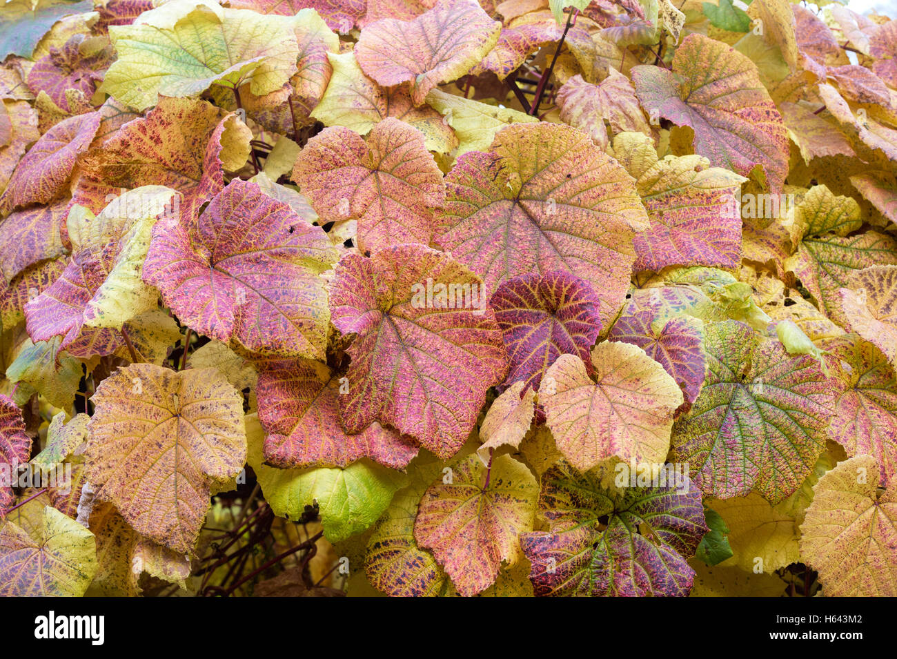 Vitis vinifera foglie . Vitigno le foglie in autunno a RHS Wisley Gardens, Surrey, Inghilterra Foto Stock