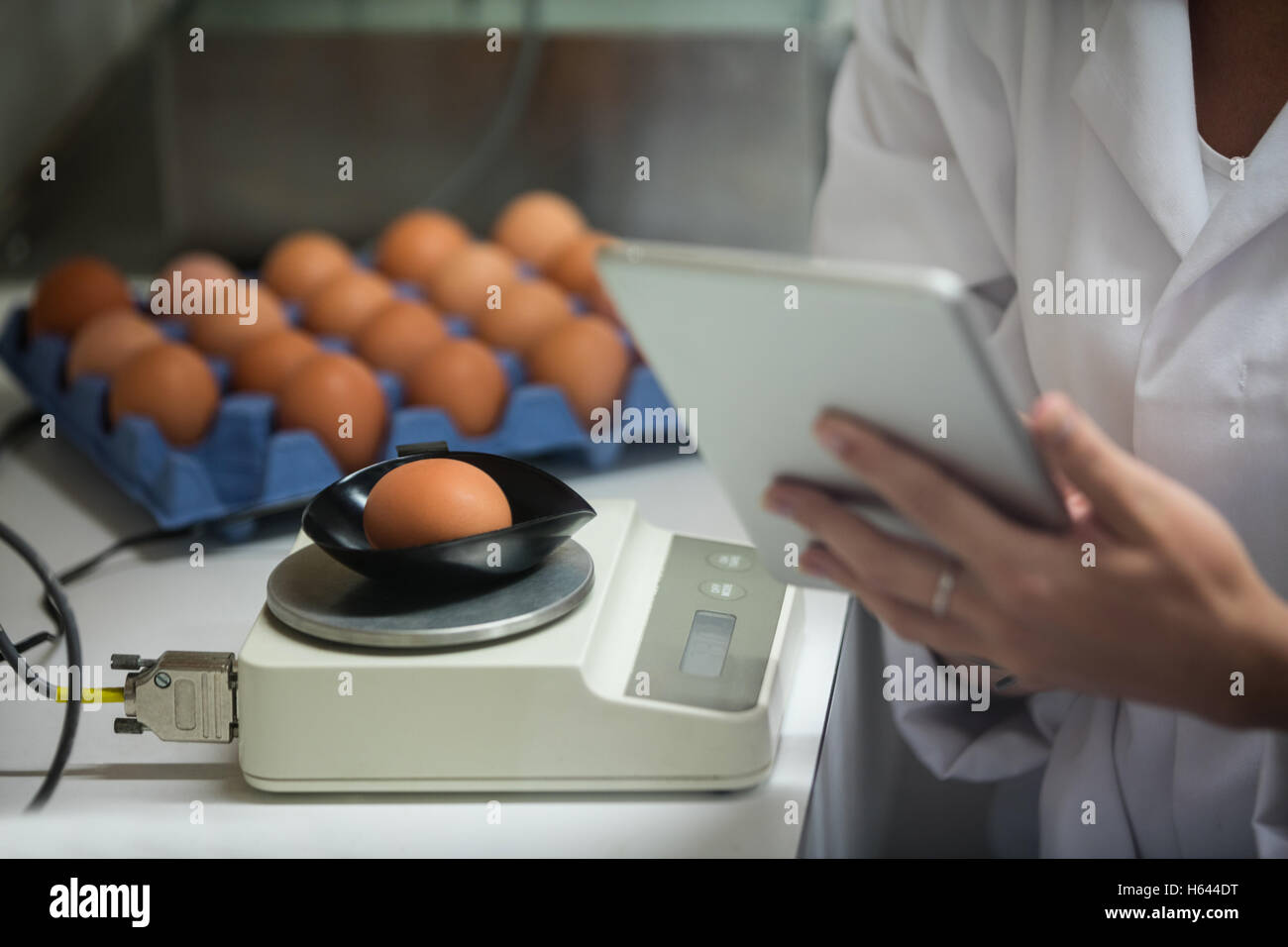La sezione centrale del personale femminile con tavoletta digitale mentre esamina l'uovo Foto Stock