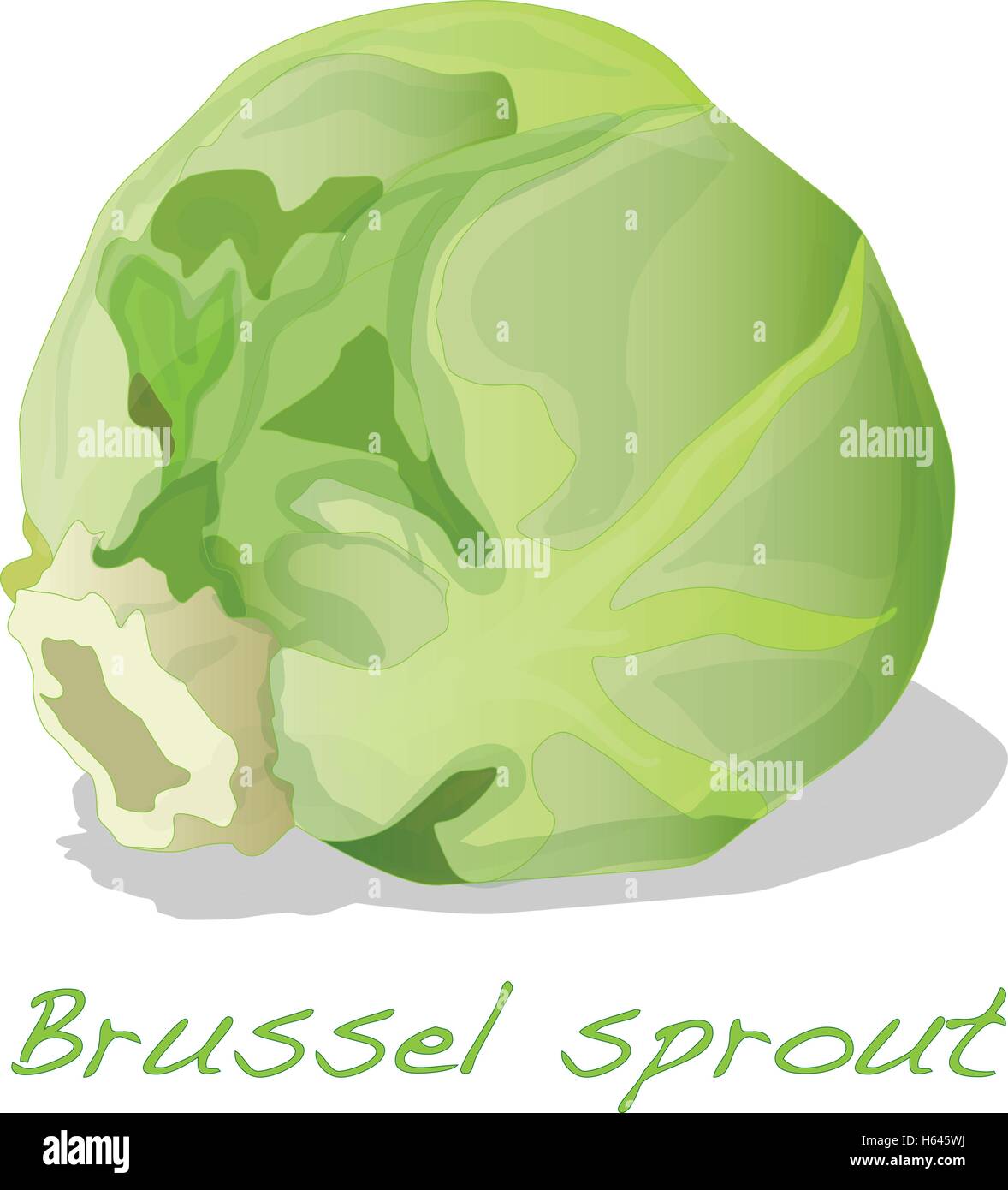 Brussel germoglio vettore isolato su sfondo bianco Illustrazione Vettoriale