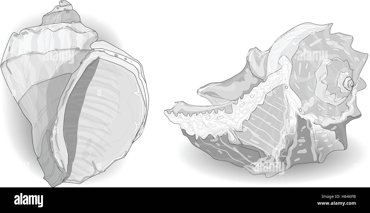 Seashell vettore collezione isolati su sfondo bianco Illustrazione Vettoriale