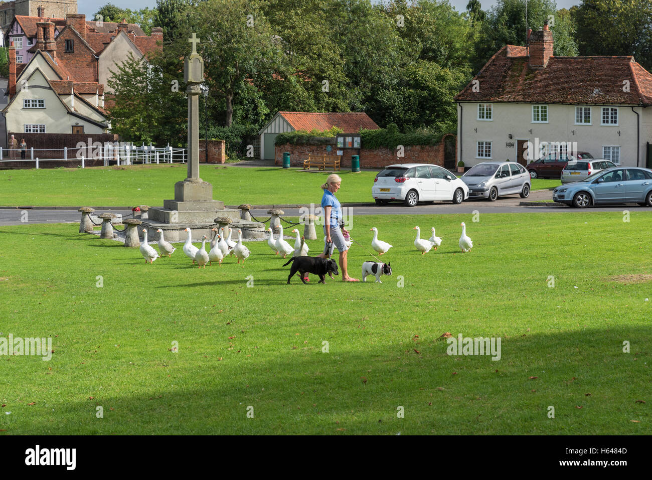 Passeggiando per i cani sul giorno di autunno caldo sul verde Finchingfield Essex Inghilterra 2016 Foto Stock