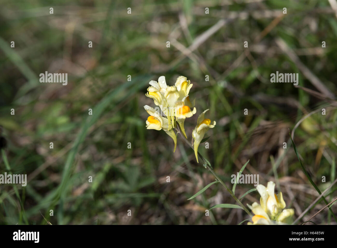 Fiore giallo di comune Toadflax pianta selvatica in park Milton Cambridge Cambridgeshire England 2016 Foto Stock