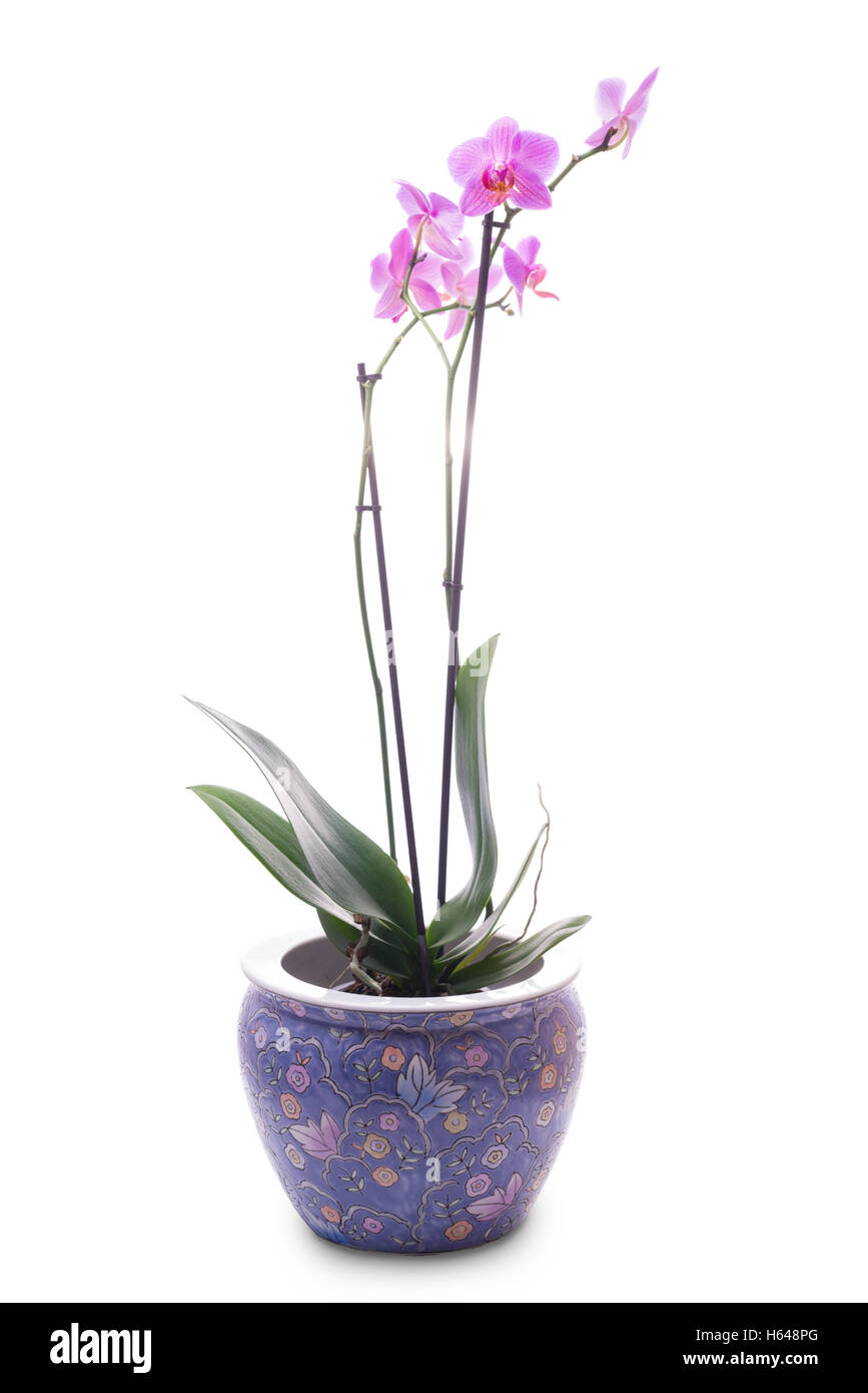 Pentola smaltato con una orchid isolati su sfondo bianco Foto Stock