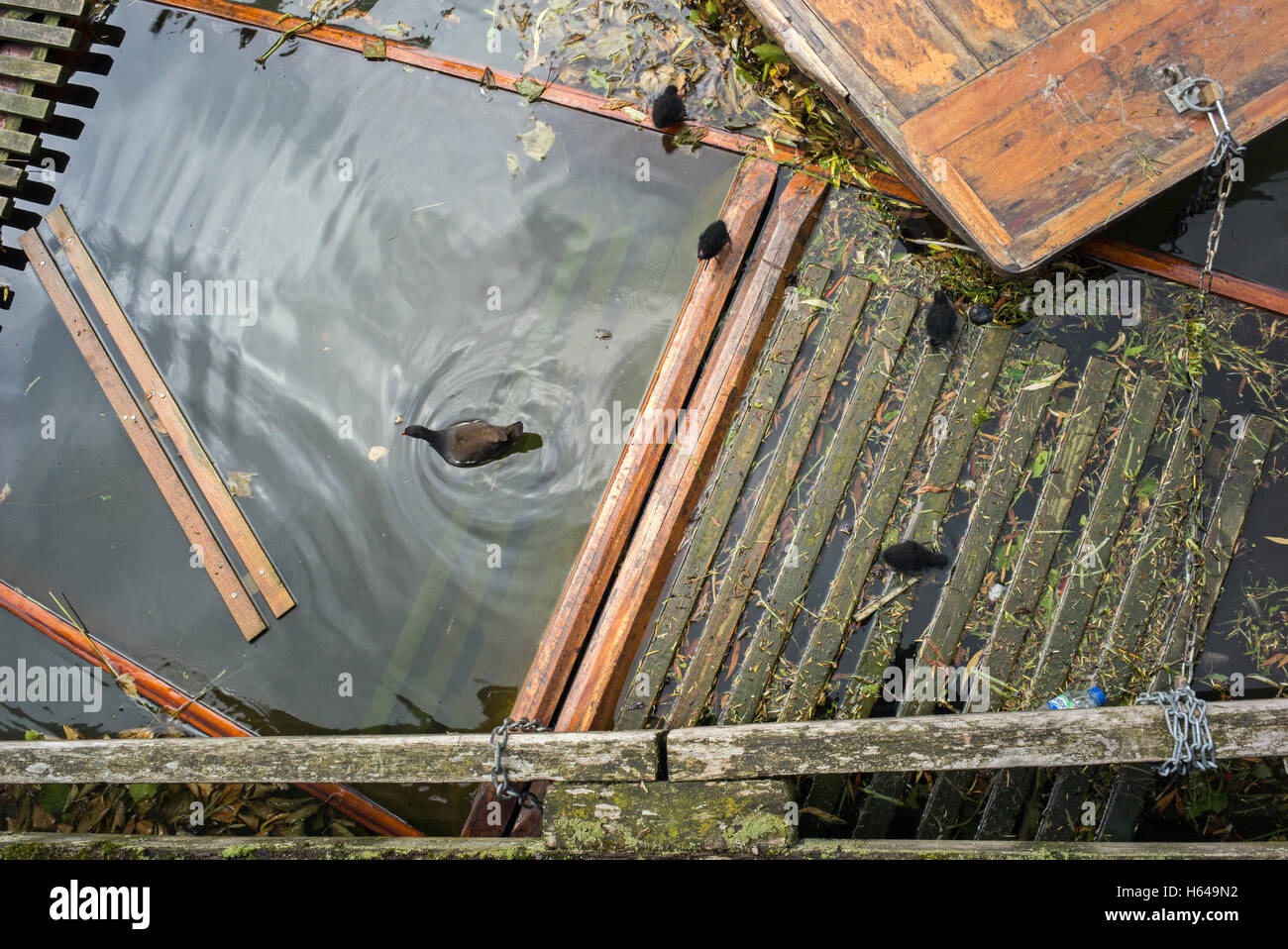 Orchetto di velluto, Melanitta fusca, singolo uccello con quattro pulcini sui semi sommerso Cambridge punt, sul fiume Cam Cambridge Foto Stock