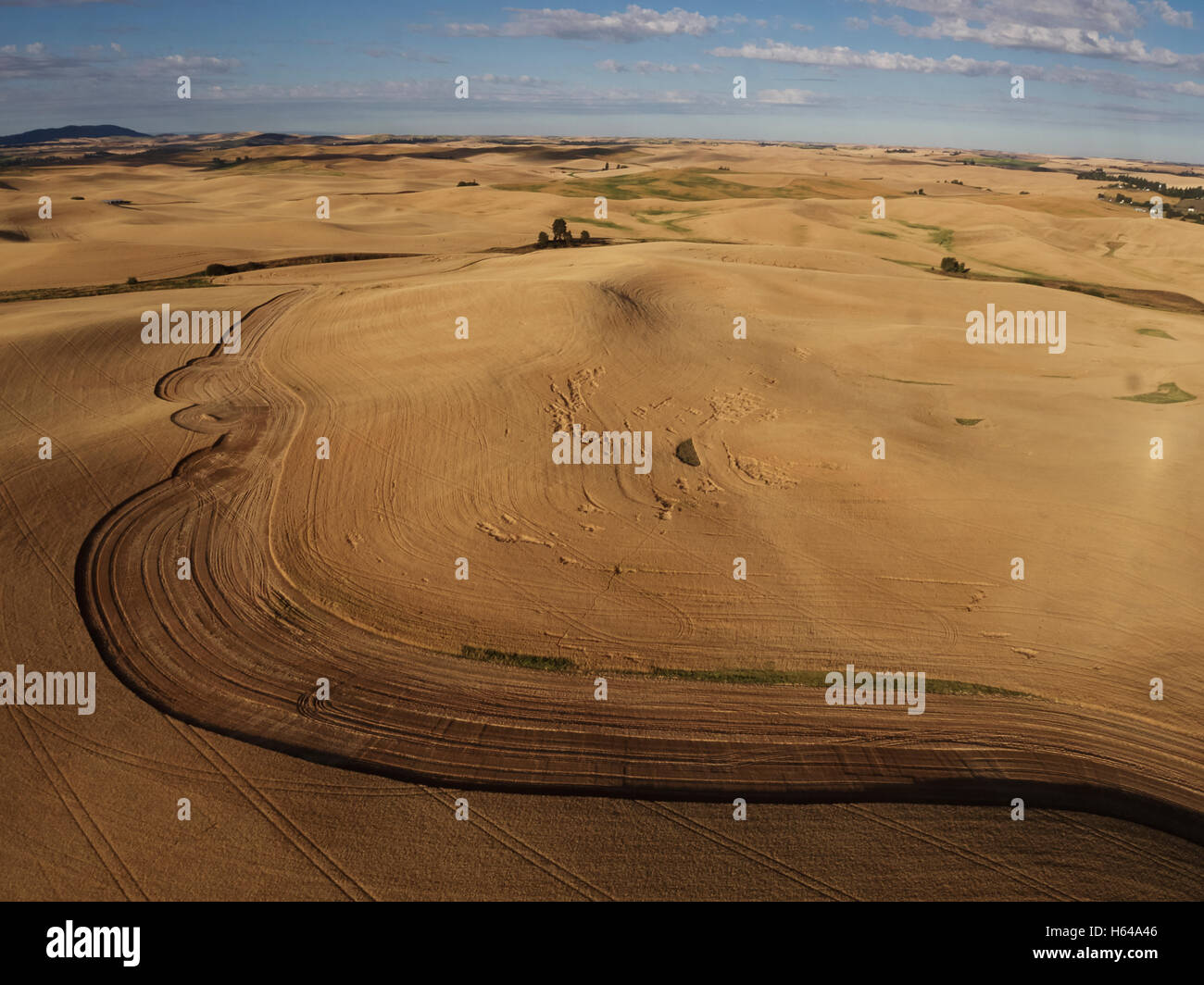 Stati Uniti d'America, nello Stato di Washington, Palouse colline e campi di grano Foto Stock