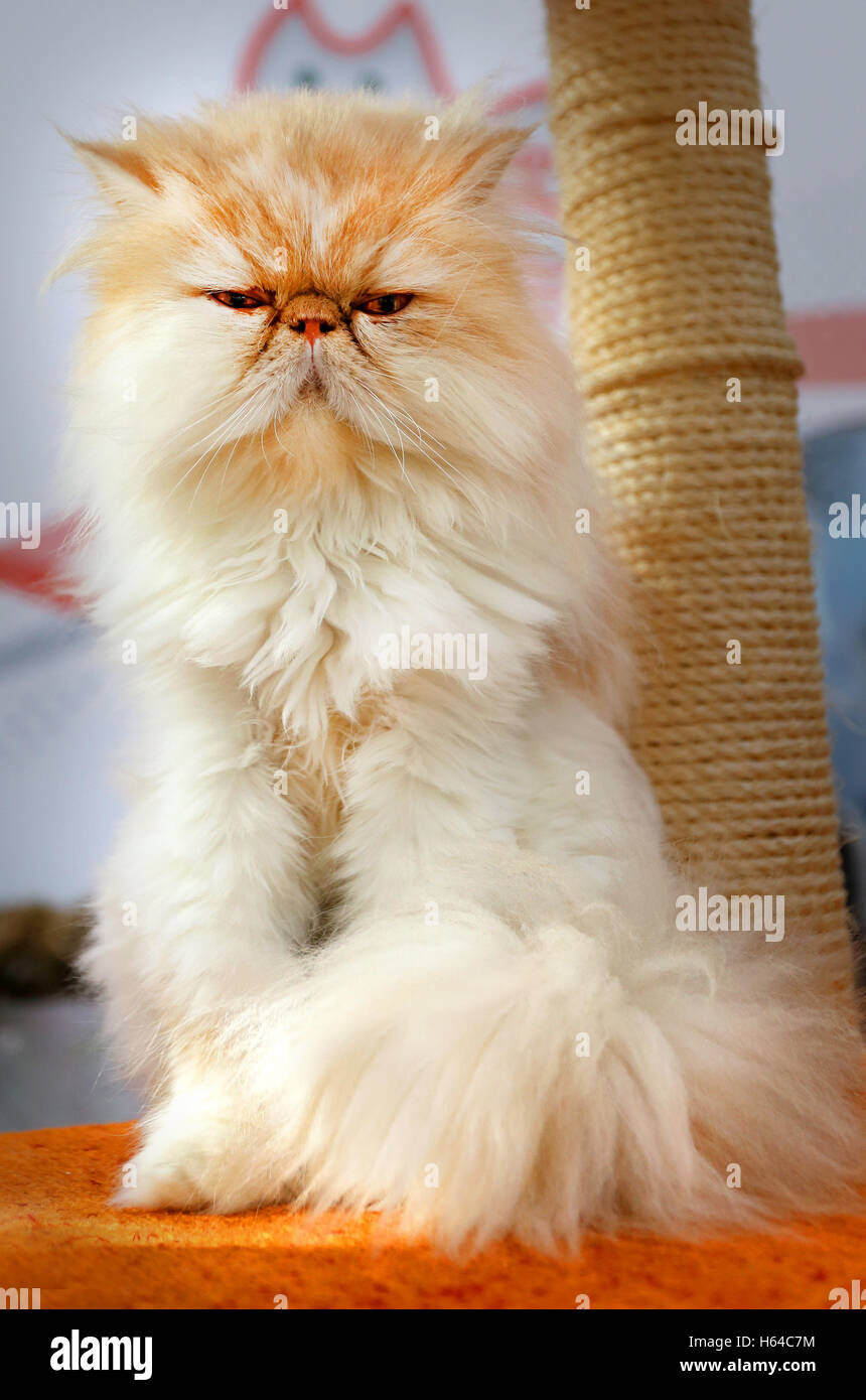 Bellissimo il persiano rosso gatto Foto Stock