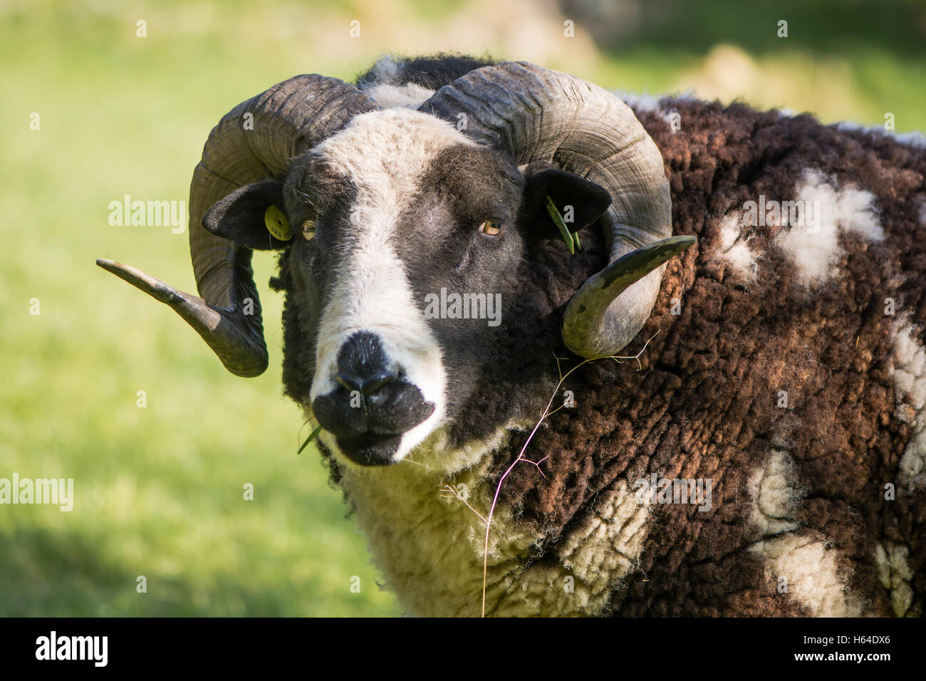 Avvisatore acustico due pedigree Giacobbe pecore di ram a testa alta. Raro marrone e bianco pezzati pecore, tenuti come pet ornamentali, con due corna ricurve Foto Stock