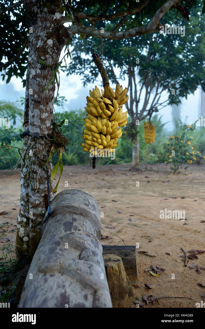 Il Brasile, la riforma agraria Areia, piantagione di banane, piante di banana Foto Stock