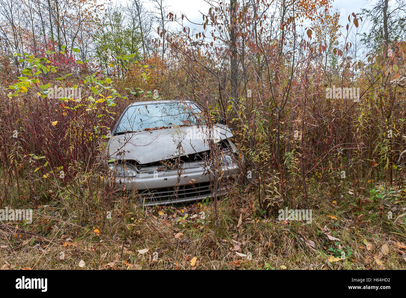 Honda Berlina abbandonate in erba alta Foto Stock