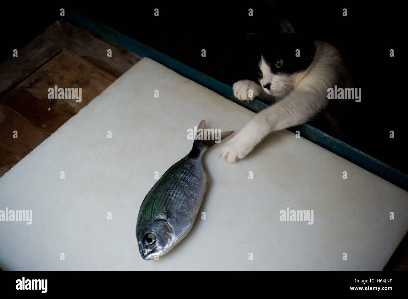 Gatto cercando di catturare un pesce Foto Stock