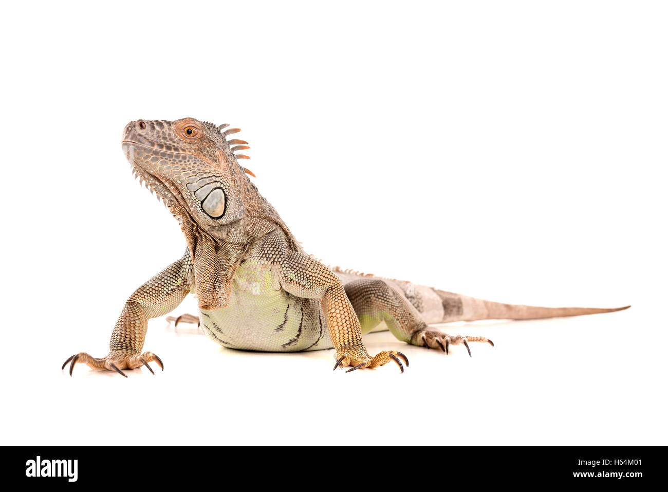 Bellissima Iguana isolato in uno sfondo bianco Foto Stock