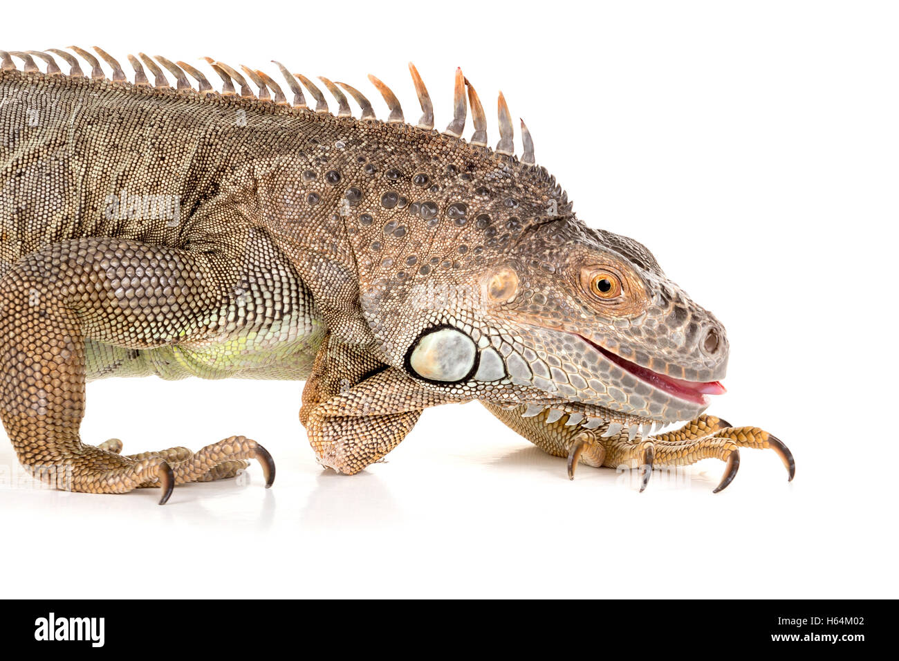 Bellissima Iguana isolato in uno sfondo bianco Foto Stock