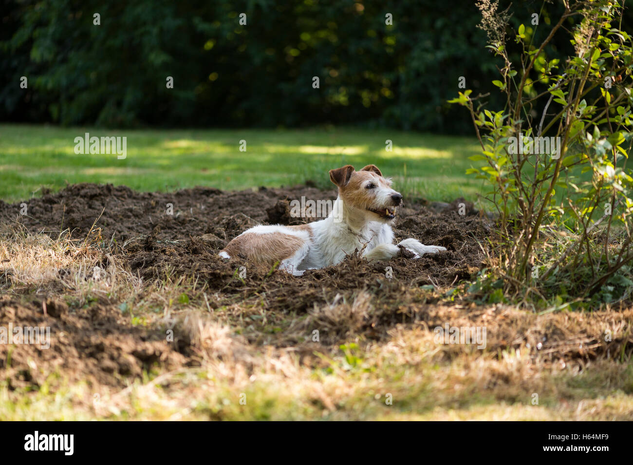 Jack Russell cane Posa in giardino Foto Stock