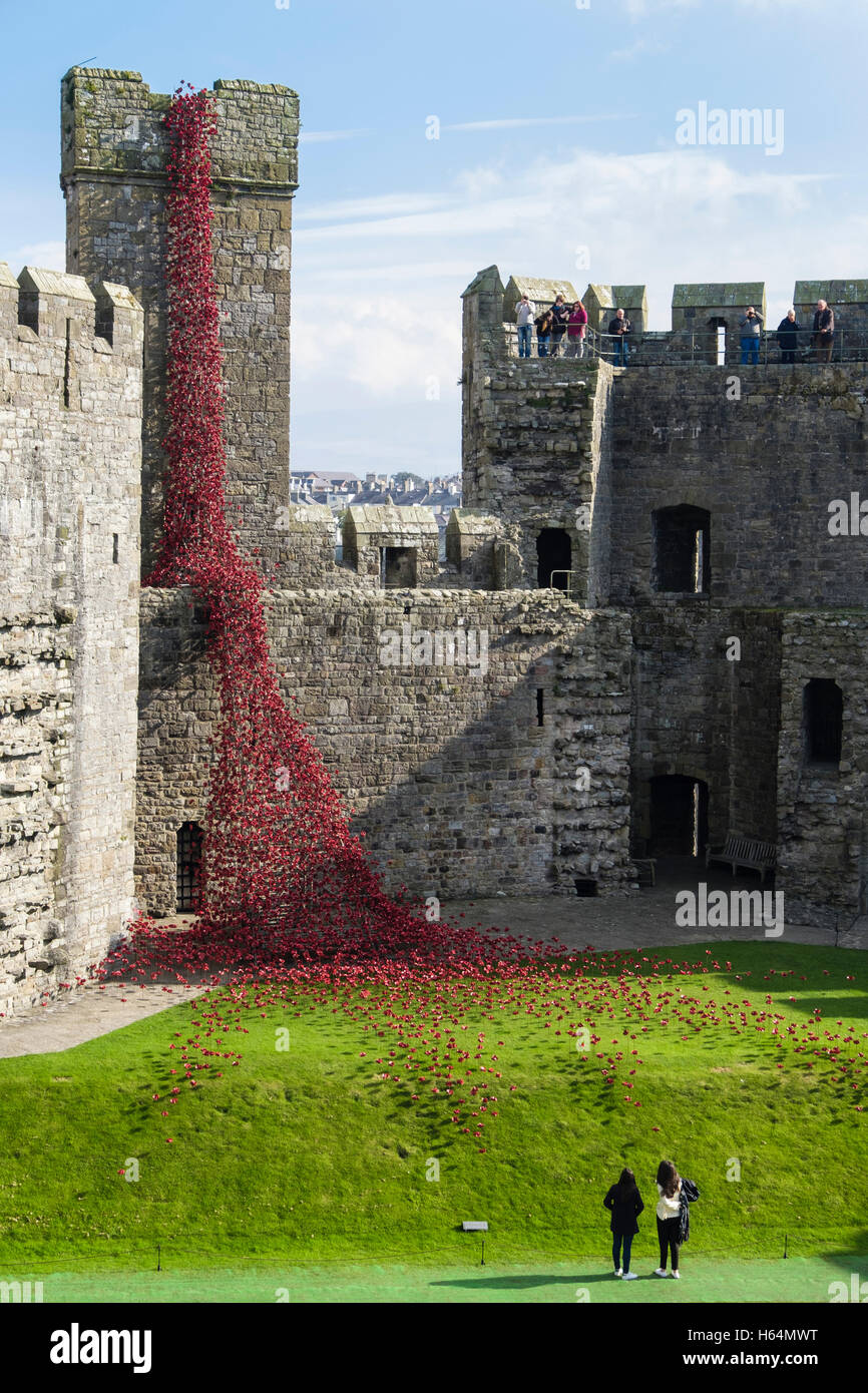 I visitatori guardano alla finestra di pianto arte scultura ceramica papaveri rossi display in Caernarfon Castle pareti. Il Galles Caernarfon Regno Unito Foto Stock