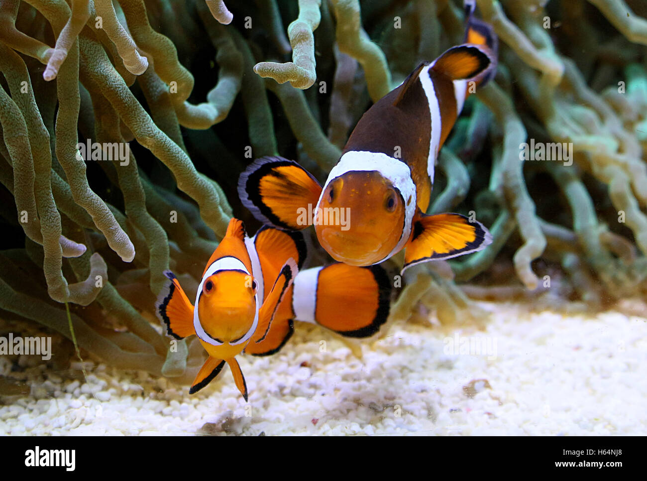 Coppia di Pacific comune o Ocellaris Clownfish (Amphiprion ocellaris) rivolta verso la telecamera Foto Stock