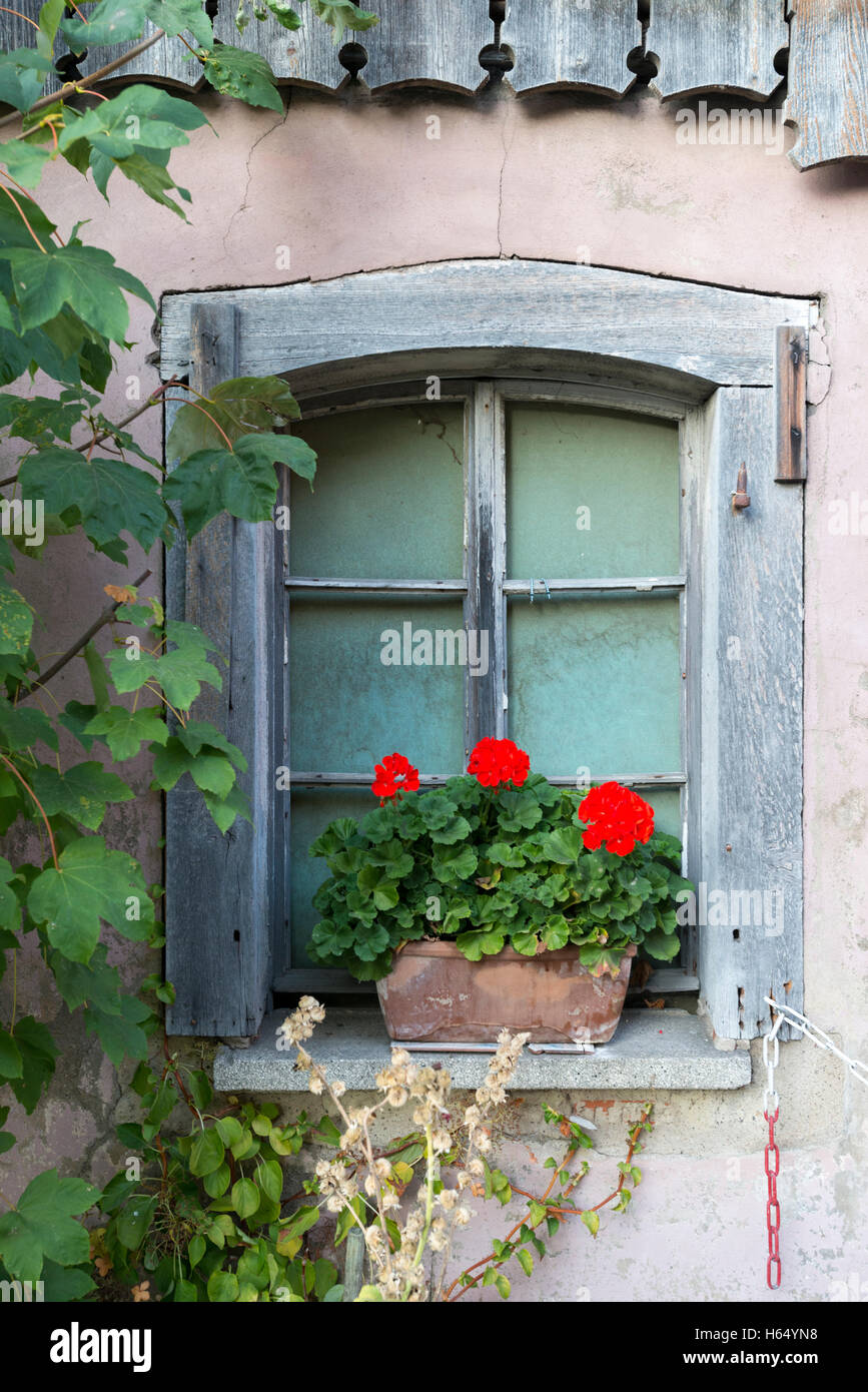 Vaso di fiori con Begonia in una finestra di un vecchio fienile, still life, Reichenau, Baden-Wuerttemberg,Germania Foto Stock