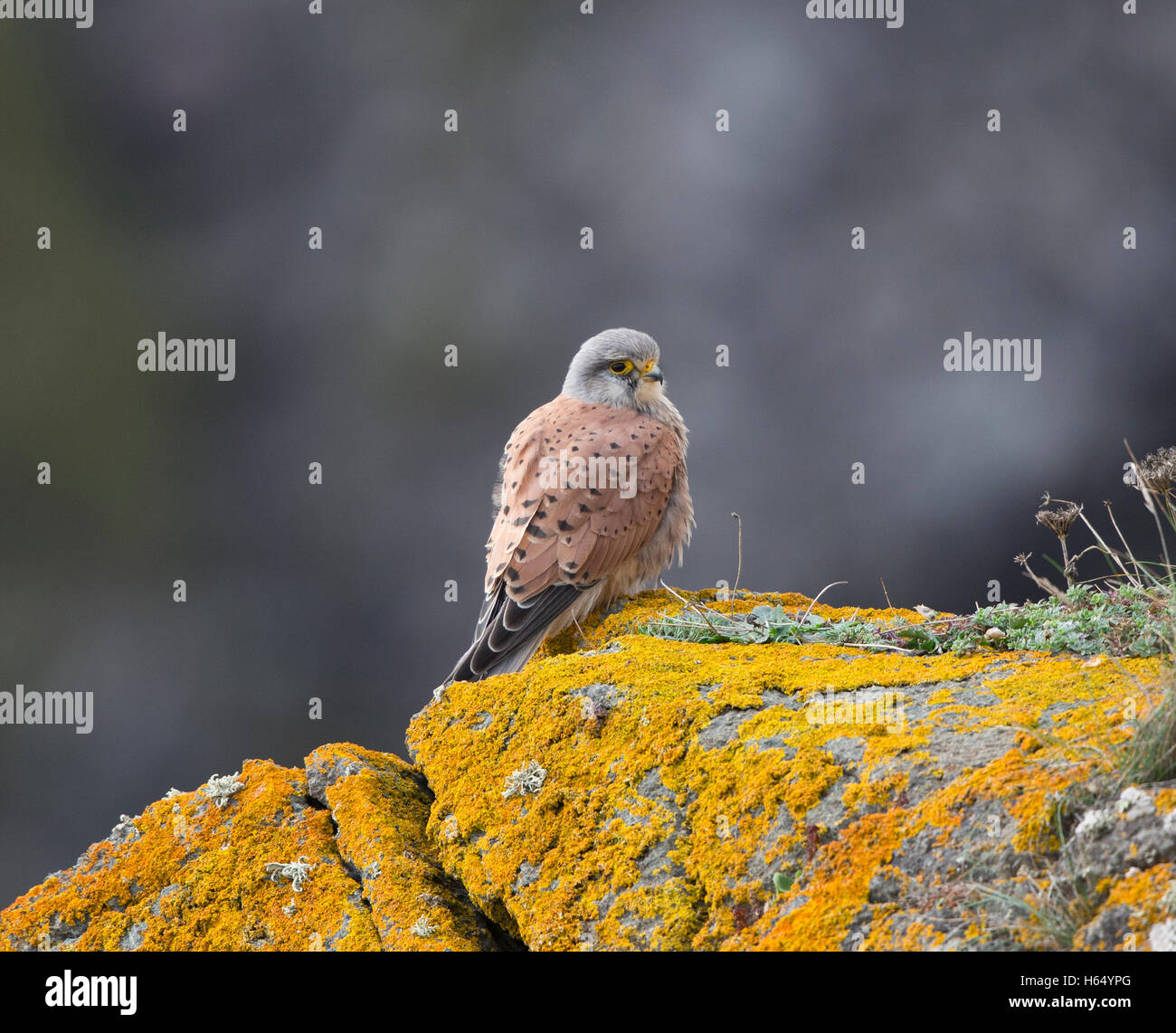 Il Gheppio, il Falco tinnunculus, appollaiate su un lichen coperto cliff edge in Cornwall, Regno Unito Foto Stock