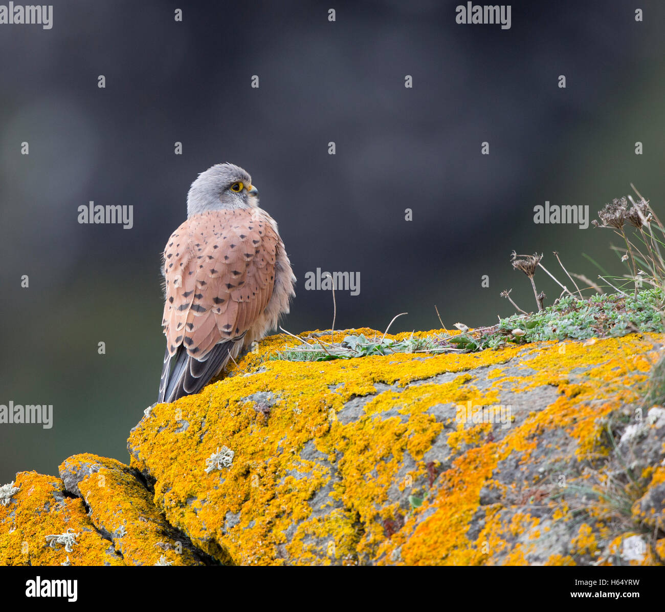 Il Gheppio, il Falco tinnunculus, appollaiate su un lichen coperto cliff edge in Cornwall, Regno Unito Foto Stock