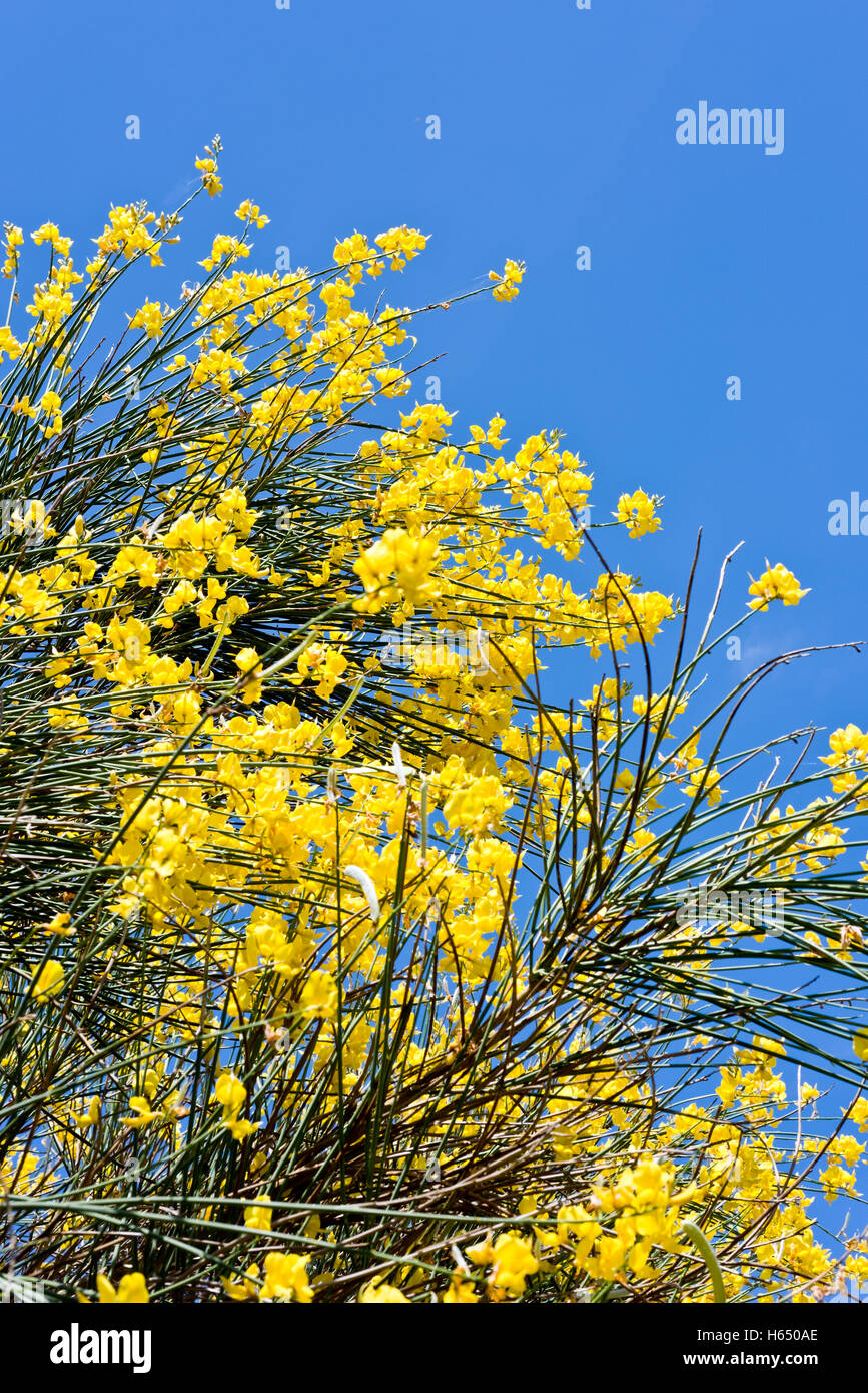 Ginestra fiori blu cielo Foto Stock