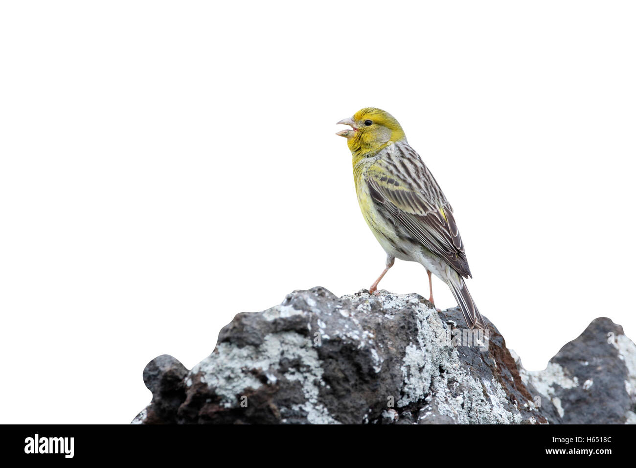 Atlantico, Canarie Serinus canaria, singolo uccello su roccia, Madera, Marzo 2016 Foto Stock