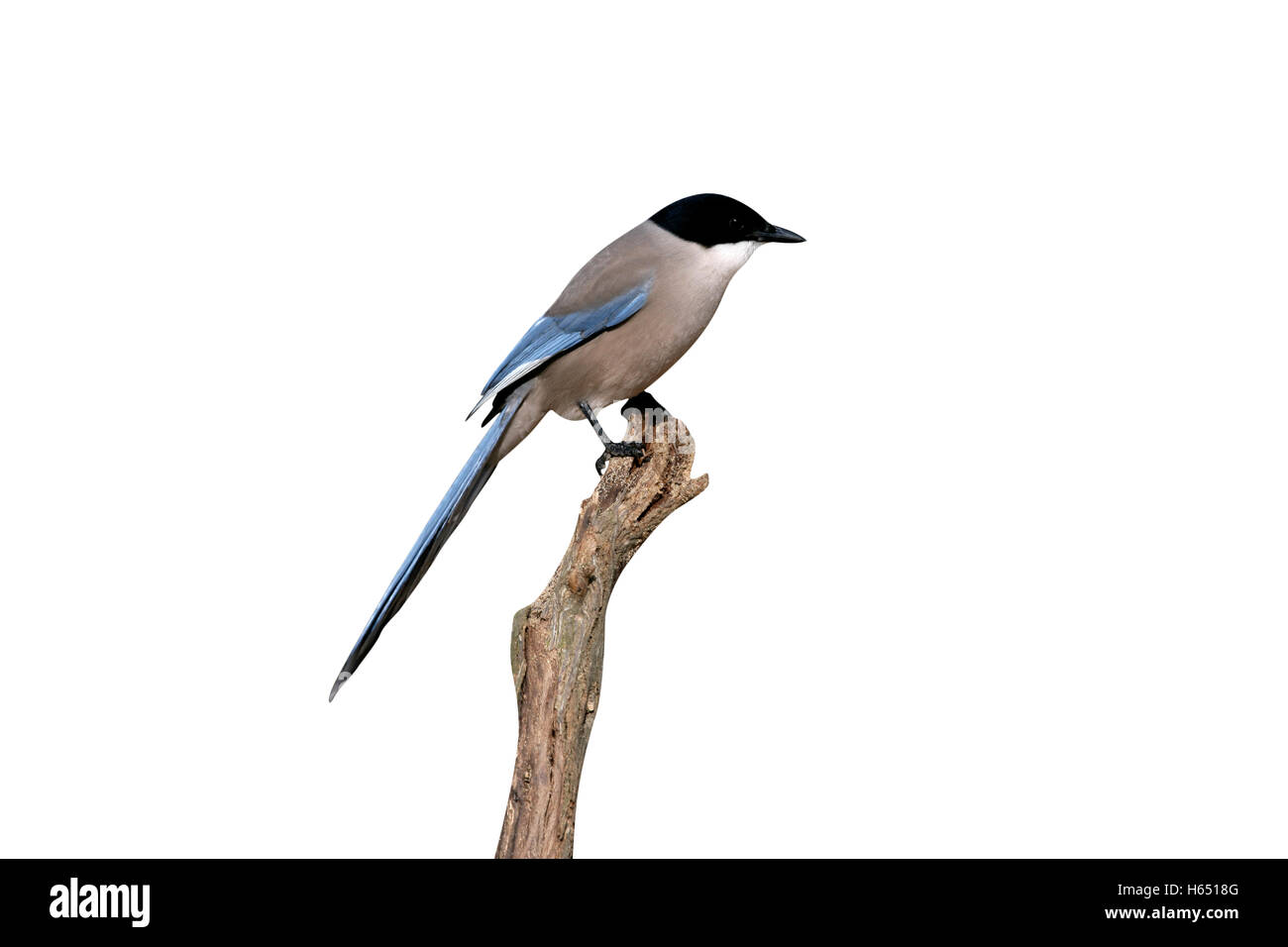 Azzurro-winged gazza, Cyanopica cyana, singolo uccello sul ramo, Spagna Foto Stock