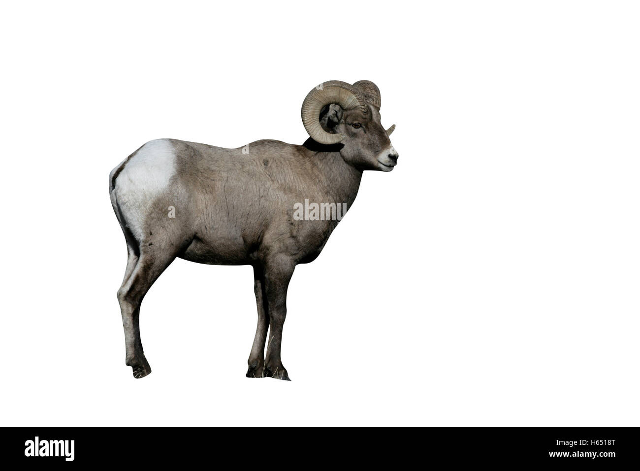 Big Horn pecore, Puma concolor, il Parco Nazionale di Yellowstone, STATI UNITI D'AMERICA Foto Stock